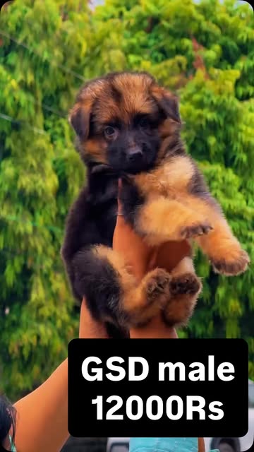 Furry Food Pet Store on Instagram